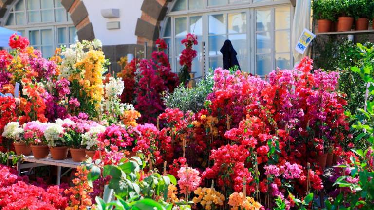 Horti Tergestini tokrat med domačimi stenami