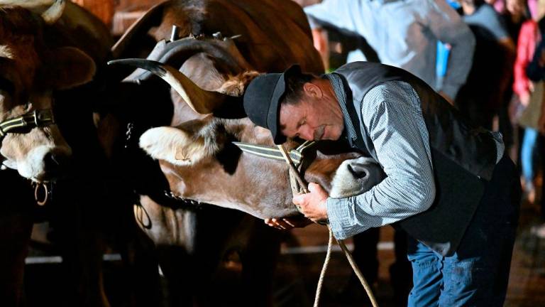 Balo sta s Cola v Repen prepeljala vola