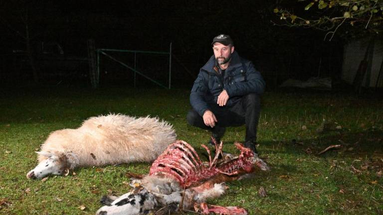 Šakali so se sredi Repna spravili nad ovci