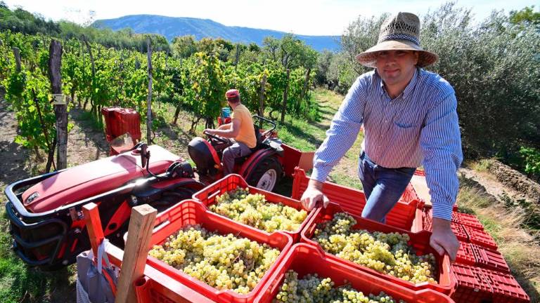 Trgatvi v Ricmanjih in Praprotu