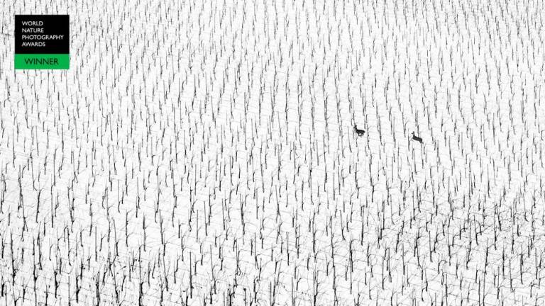 Slovenska fotografinja Puhek postala svetovna naravoslovna fotografinja leta