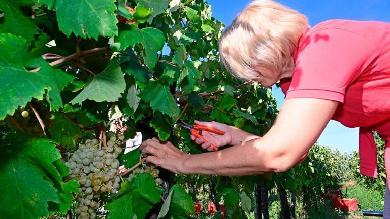 Trgatvi v Ricmanjih in Praprotu