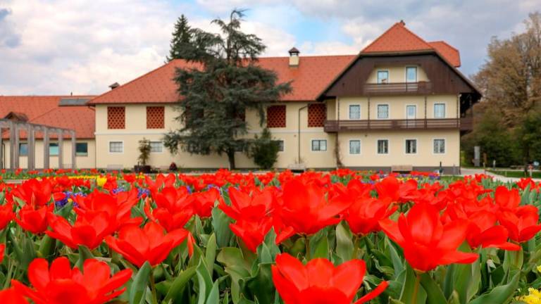 V Arboretumu Volčji Potok tradicionalna spomladanska razstava cvetja in tulipanov