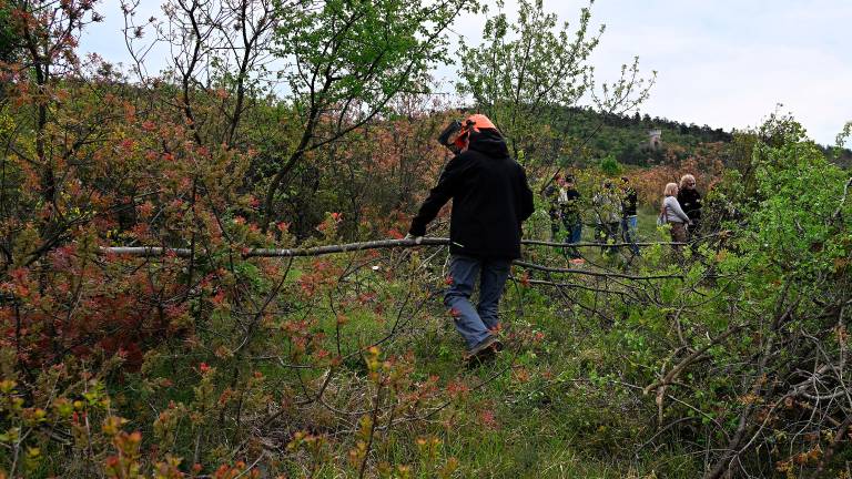 Čiščenje kraške gmajne pri Štivanu