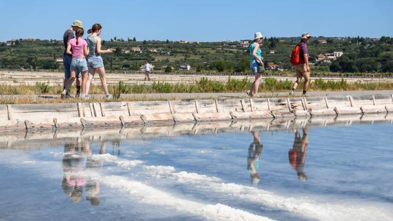V Sečoveljskih solinah letos manj soli, kakovost pa je dobra