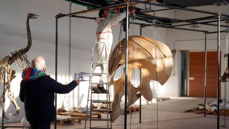 V Trstu bodo restavrirali orjaškega triceratopsa