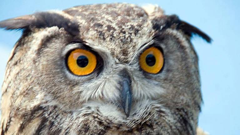 Ogrožena sova na Krasu rekordno gnezdila