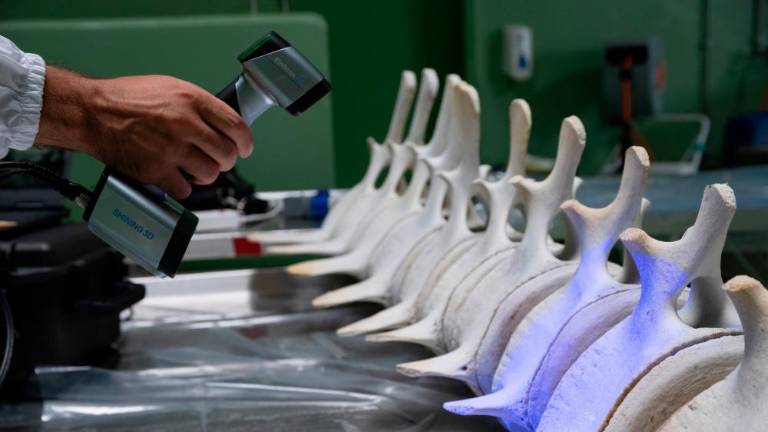 S prenovljenim skeletom bo brazdasti kit zaživel novo življenje