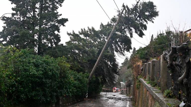 V Križu veter podrl drevo in drogove električne napeljave