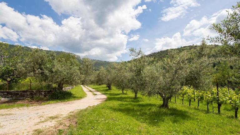 Po obetavnem začetku sezone oljkarstvo z vrsto negotovosti