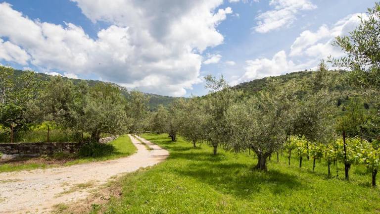 Nocoj pričetek cikla srečanj Olje, ali te poznam?