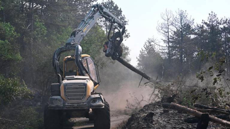 V Sloveniji že odstranjujejo lesno biomaso