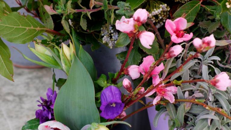 Zadnja barkovljanska »rožnarca« na Trgu sv. Antona