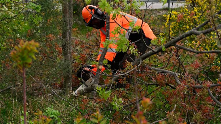 Čiščenje kraške gmajne pri Štivanu