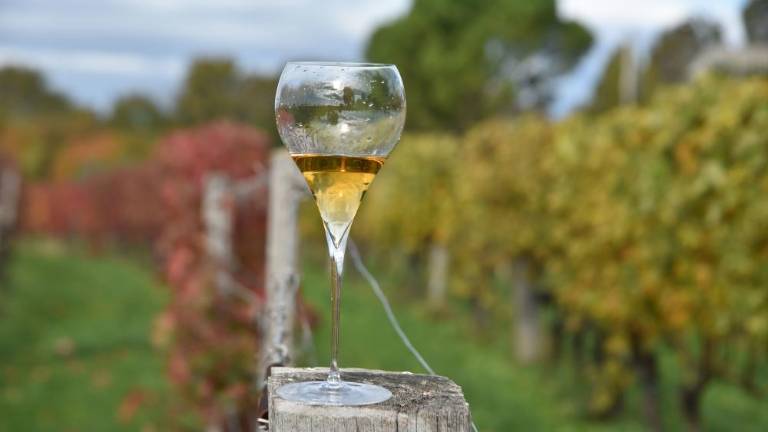 Gambero Rosso nagradil tudi slovenske vinarje