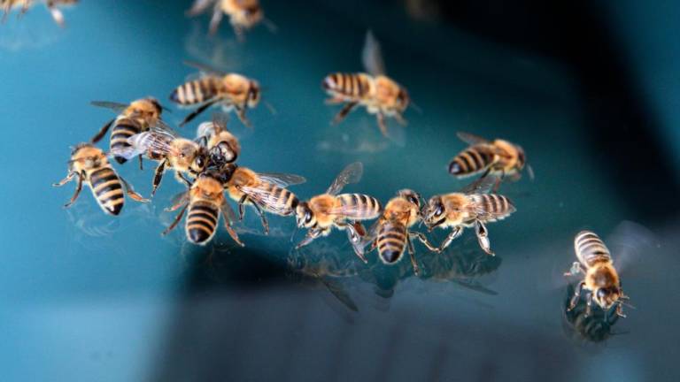 Množični pogini čebel: kmetje naj ne pretiravajo s škropivi