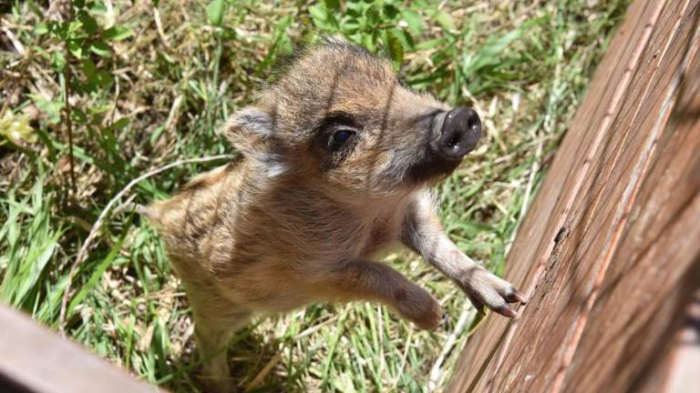 Divji prašiči obiskali proseški vrtec