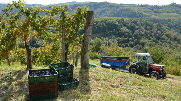 Tudi vinogradniki iščejo rešitve za omilitev podnebnih vplivov