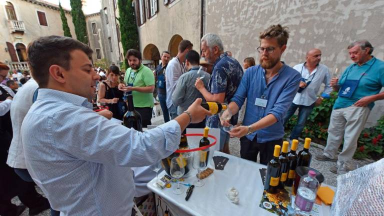 Morje in vitovsko tokrat zaznamujejo vinogradnice (foto)