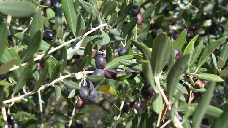 Nedelja vabi na sprehod med oljčniki