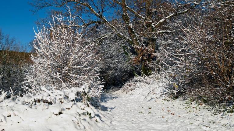 Sneg pobelil višje predele Krasa