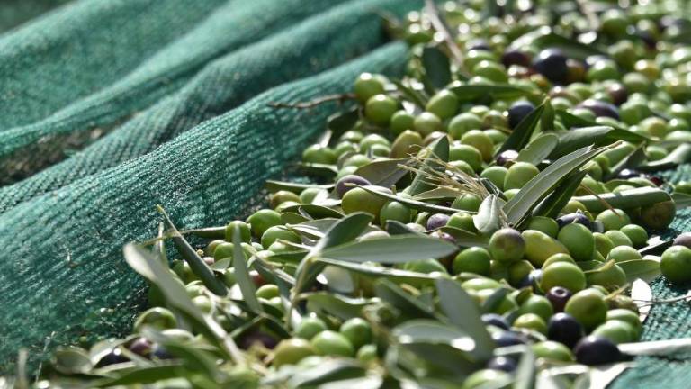 Letos je bolje biti zgodnji