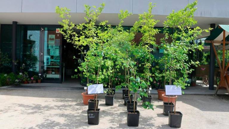 V ljubljanskem botaničnem vrtu rastejo potomci drevesa iz Hirošime