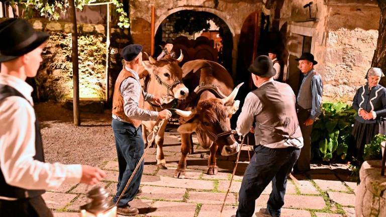 Balo sta s Cola v Repen prepeljala vola