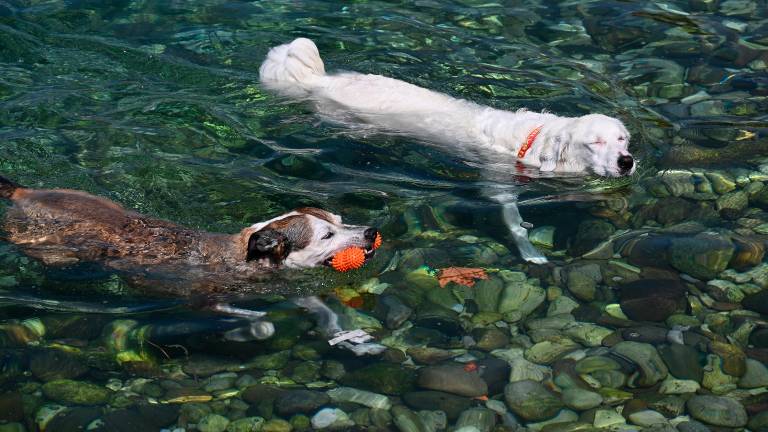 Štirinožni prijatelji imajo svojo plažo