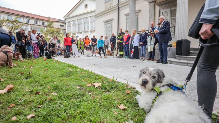 Kar 45 hišnih ljubljenčkov na lepotnem tekmovanju