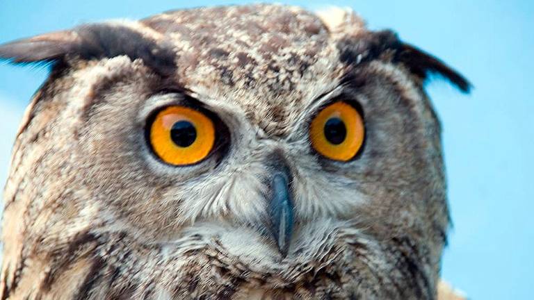 Varovanje velike uharice se začne s popisovanjem