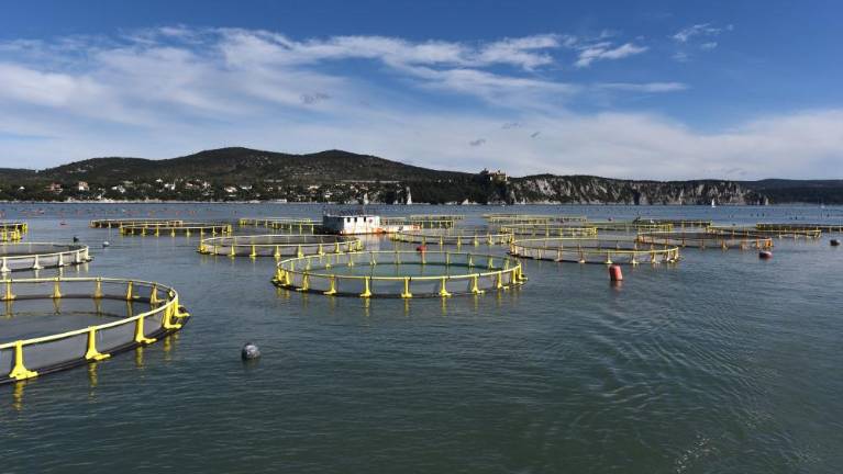 Kletke naj gredo na odprto morje