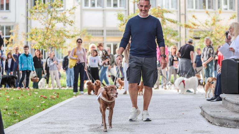Kar 45 hišnih ljubljenčkov na lepotnem tekmovanju