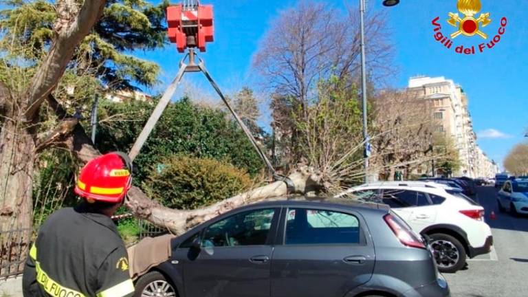 Gasilci z avtomobila odstranjevali mogočno vejo