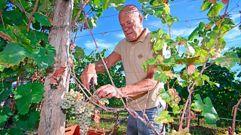 Trgatvi v Ricmanjih in Praprotu