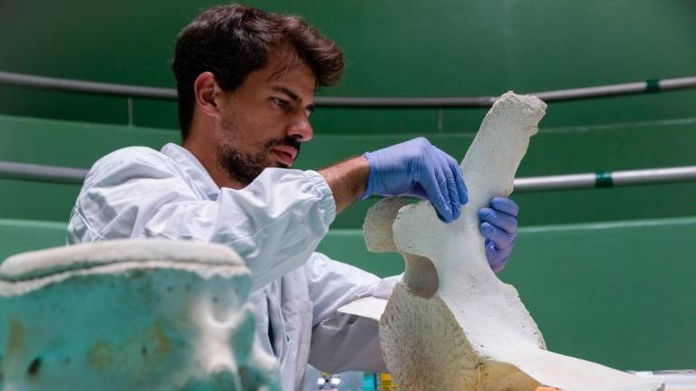 S prenovljenim skeletom bo brazdasti kit zaživel novo življenje