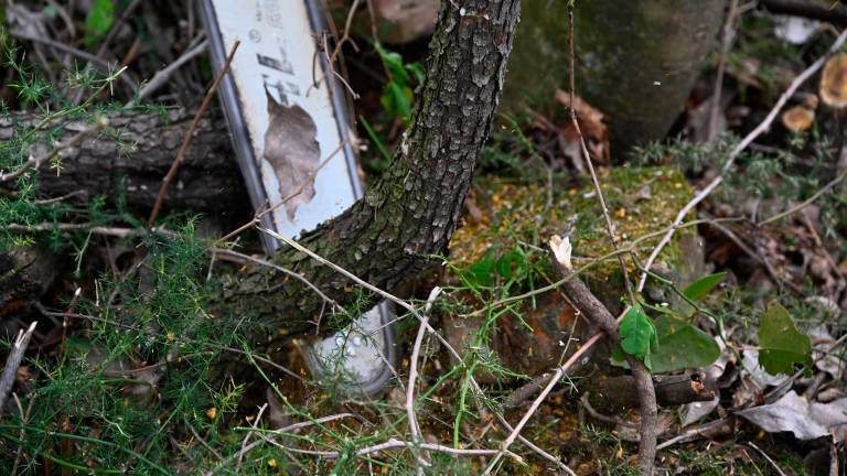 Čiščenje kraške gmajne pri Štivanu