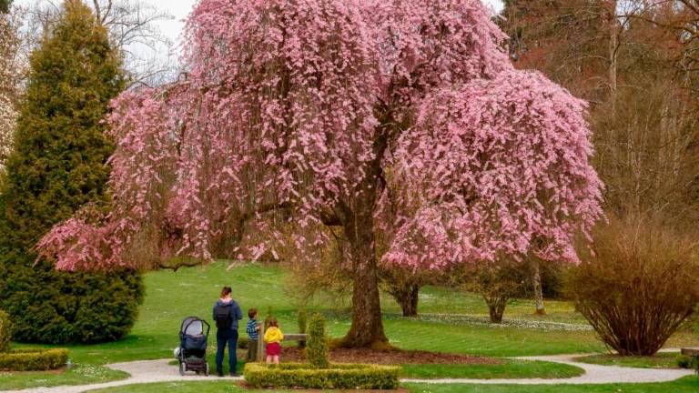 V Arboretumu Volčji Potok tradicionalna spomladanska razstava cvetja in tulipanov