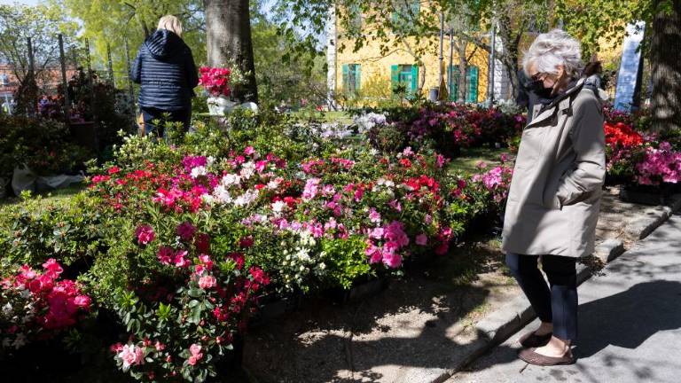 Vrnil se je cvetni spektakel