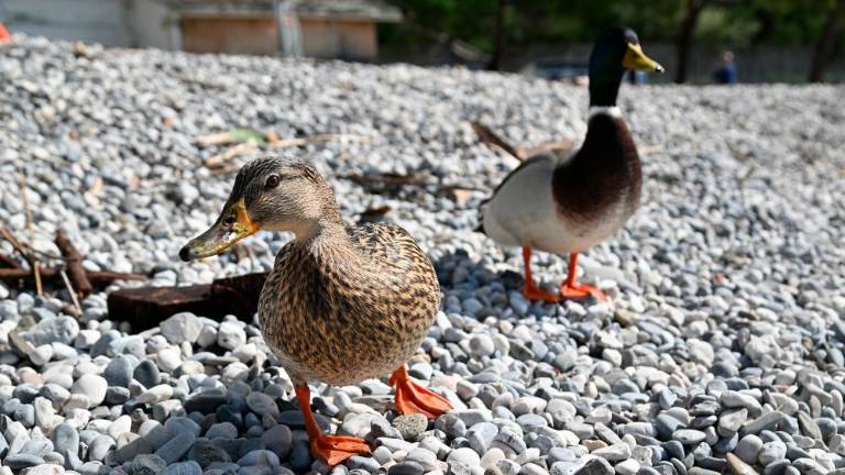 Sesljan in naselje Portopiccolo se pripravljata na novo sezono