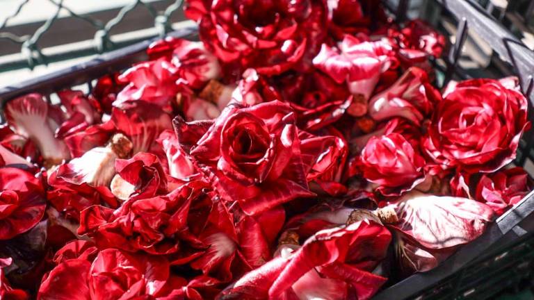 Ne samo roža, tudi »kanarin«