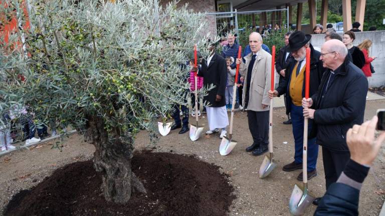Z zasaditvijo oljke miru uradno pričeli festival