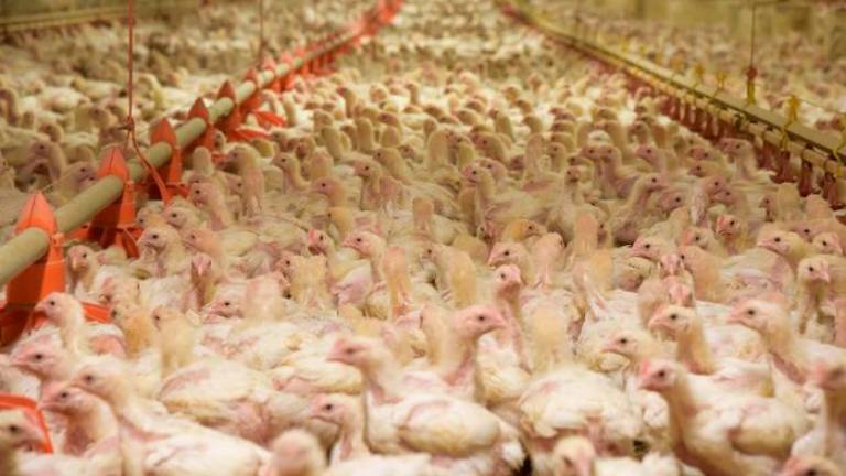 Na Češkem zaradi izbruhov ptičje gripe odredili množičen zakol kokoši