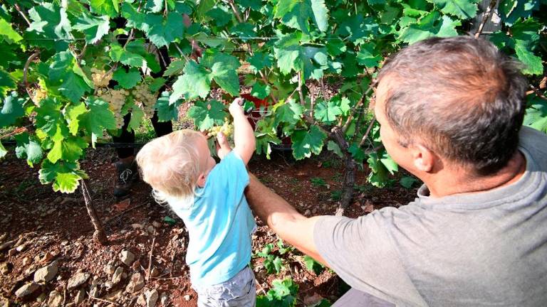 Trgatvi v Ricmanjih in Praprotu