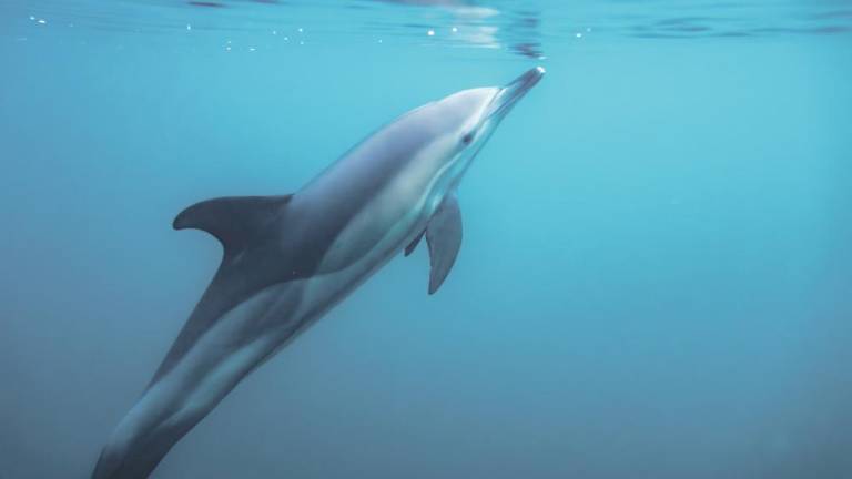 Pri Splitu našli v sumljivih okoliščinah poginulega delfina