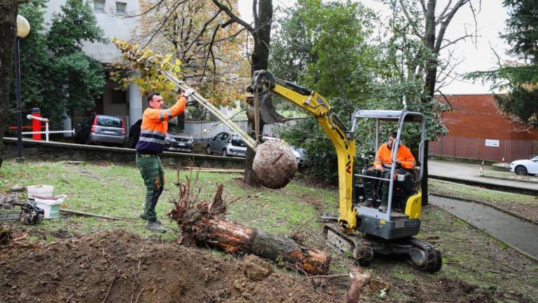V zadnjem desetletju v Trstu »zmanjkalo« 2287 dreves