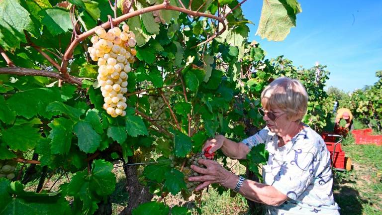 Trgatvi v Ricmanjih in Praprotu