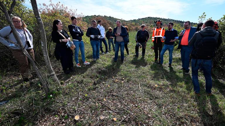 Čiščenje kraške gmajne pri Štivanu
