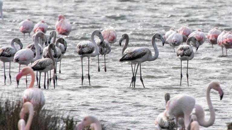 Laguna postaja »rožnata«