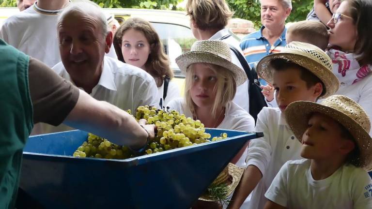 V Števerjanu trgali grozdje za reprezentančno vino